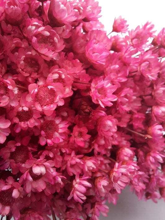 Glixia - pink