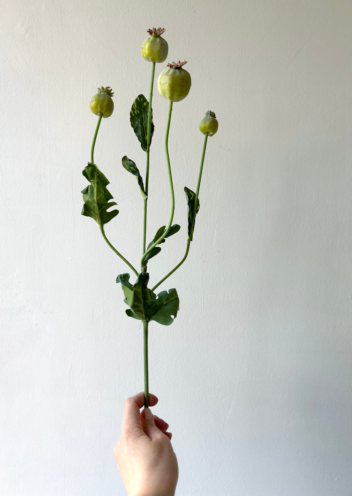 Zöld mákgubó művirágcsokor