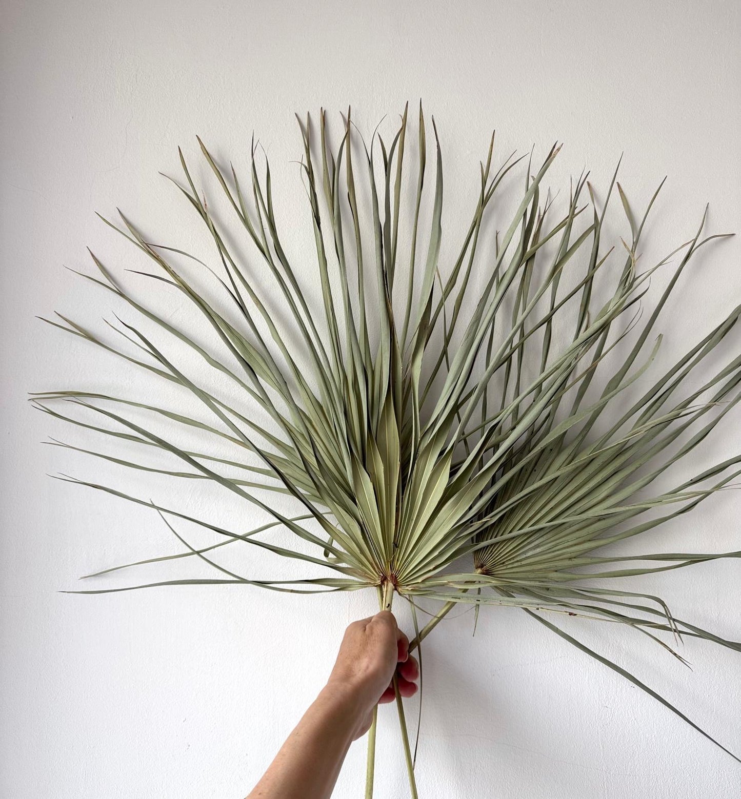 Óriás szárított pálmalevél csokor