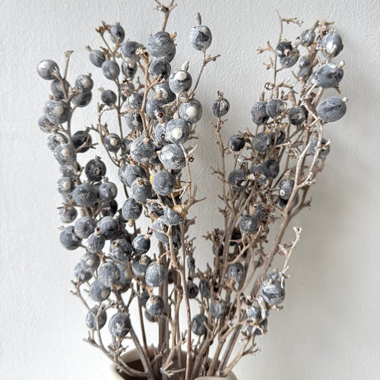 Bogyós ág eukaliptusz