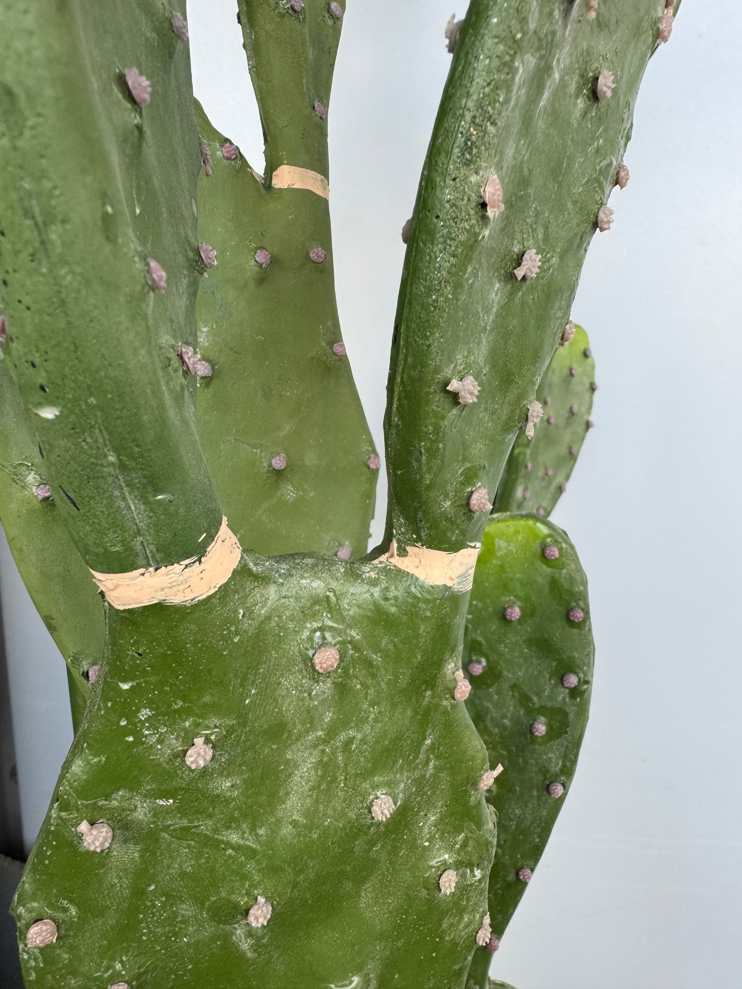 Fügekaktusz cserépben - 58 cm, 10 levélke