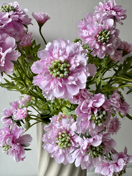Scabiosa rózsaszín