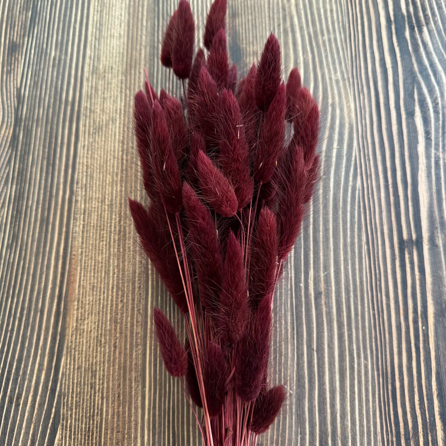 Nyuszifarok (lagurus) - több szín