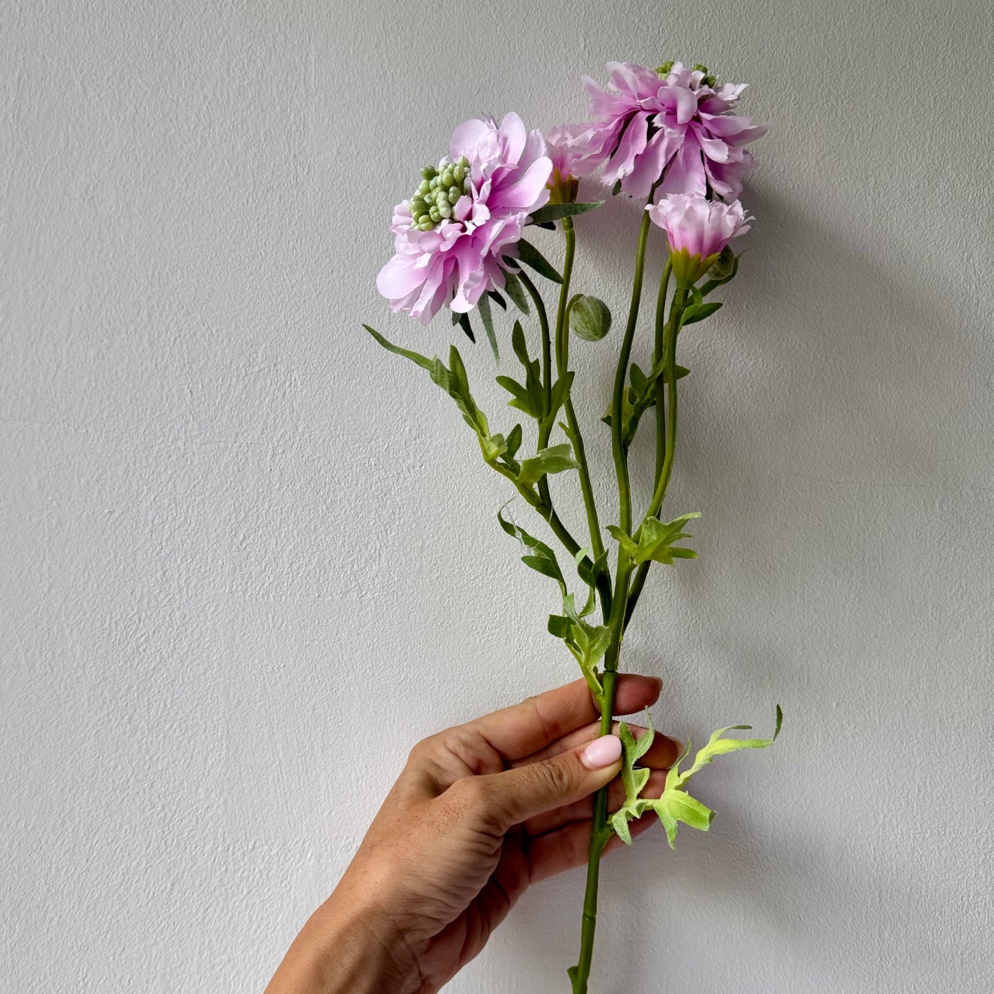 Scabiosa rózsaszín