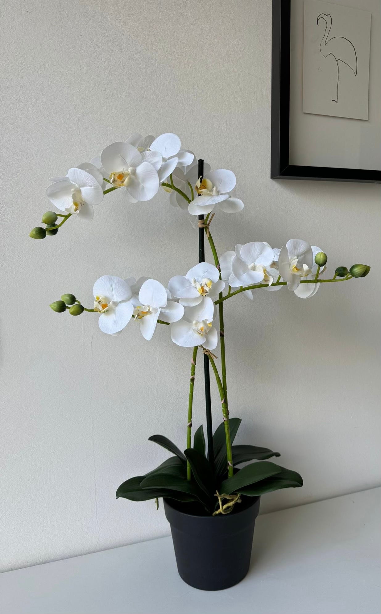 Cserepes fehér orchidea 70cm