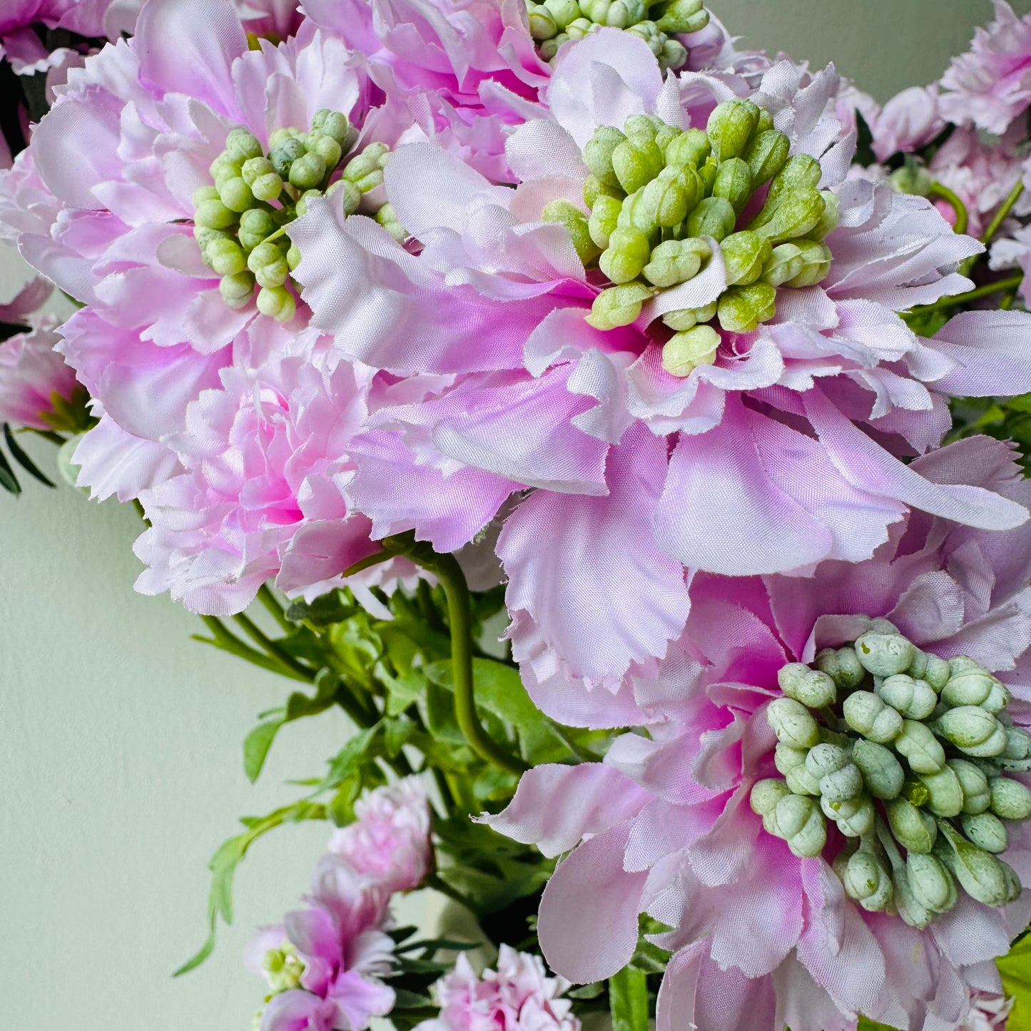 Scabiosa rózsaszín