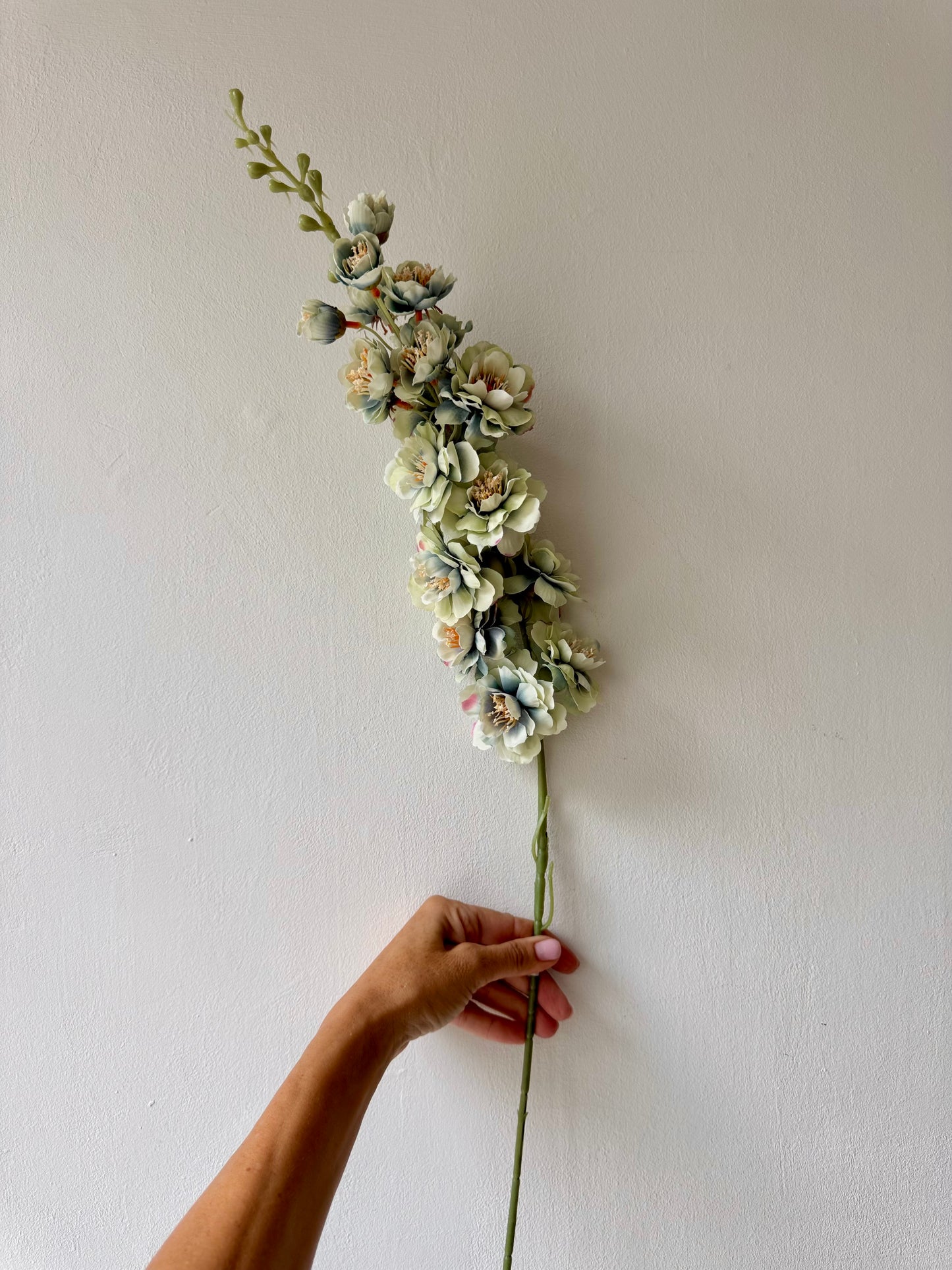 Delphinium