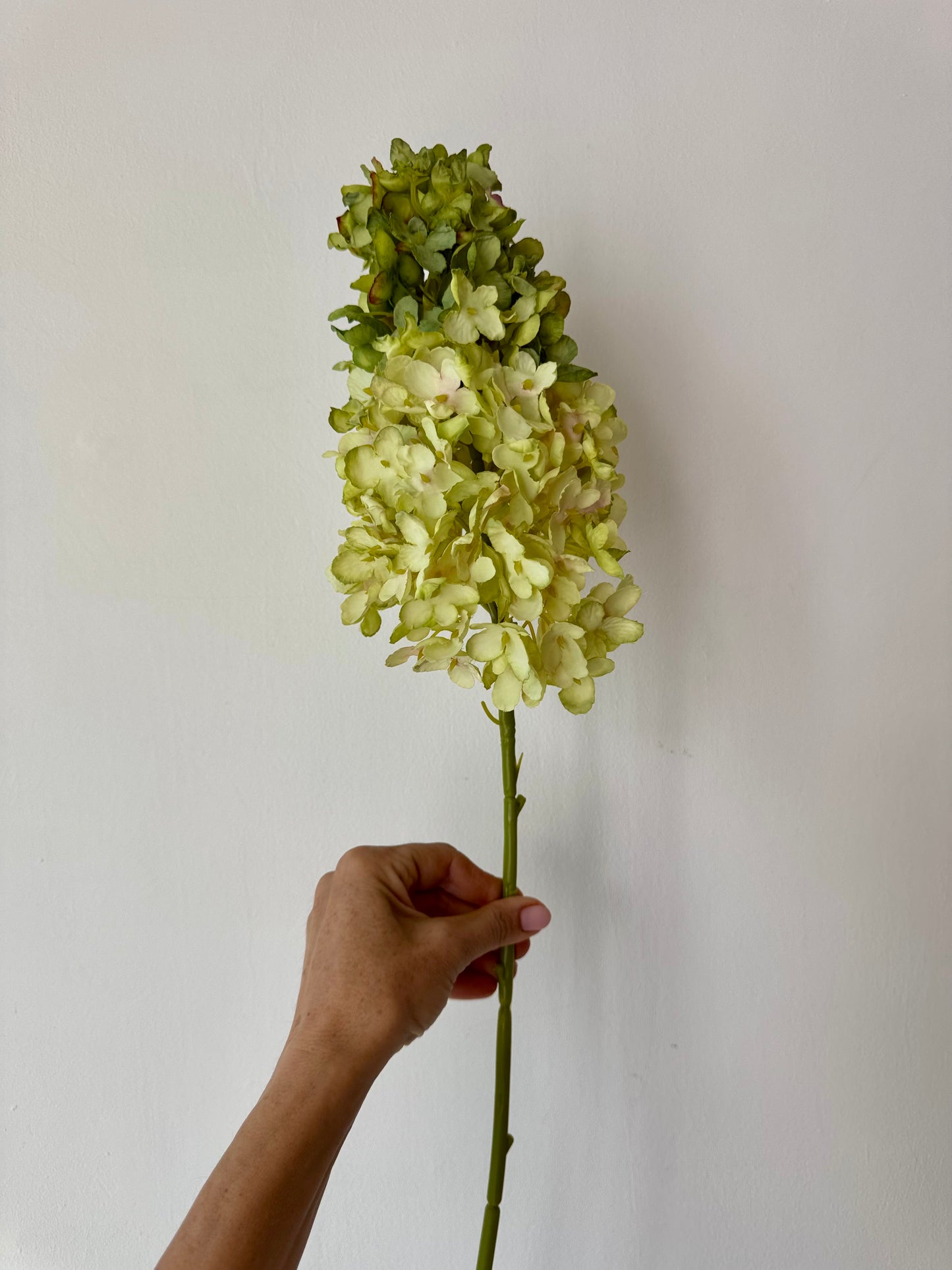 Zöld bugás hortenzia