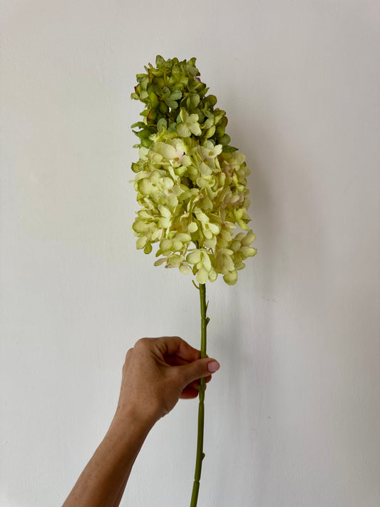 Zöld bugás hortenzia