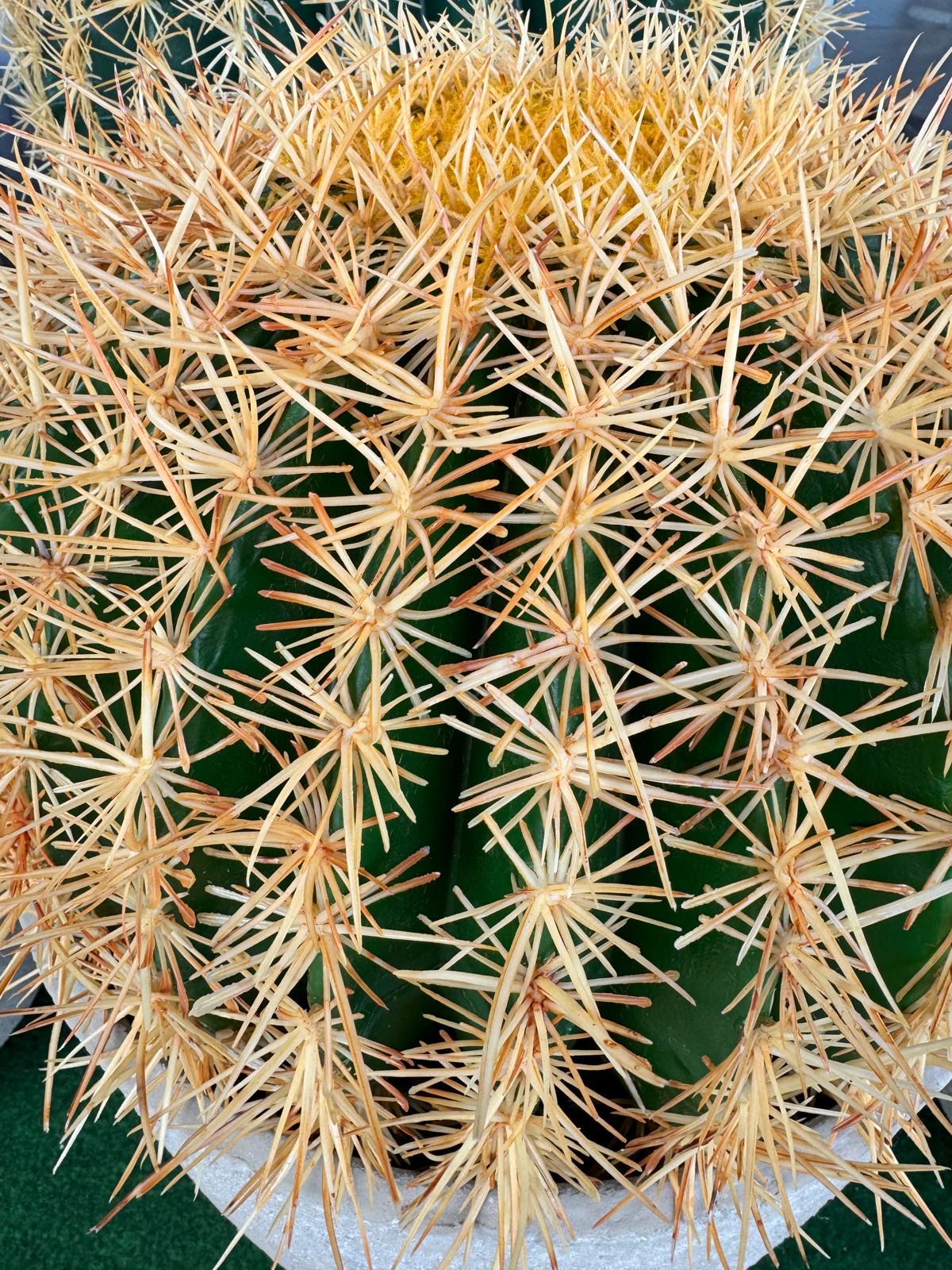 Gömbkaktusz - 30 cm