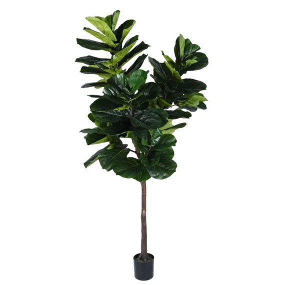 Lantlevelű fikusz - 210 cm