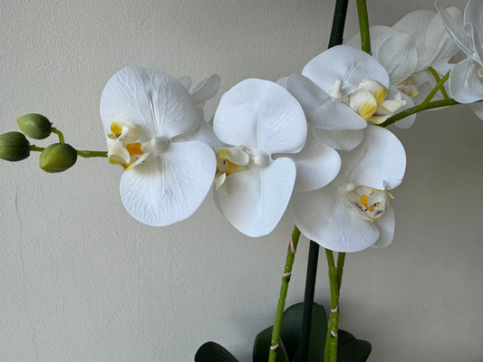 Cserepes fehér orchidea 70cm