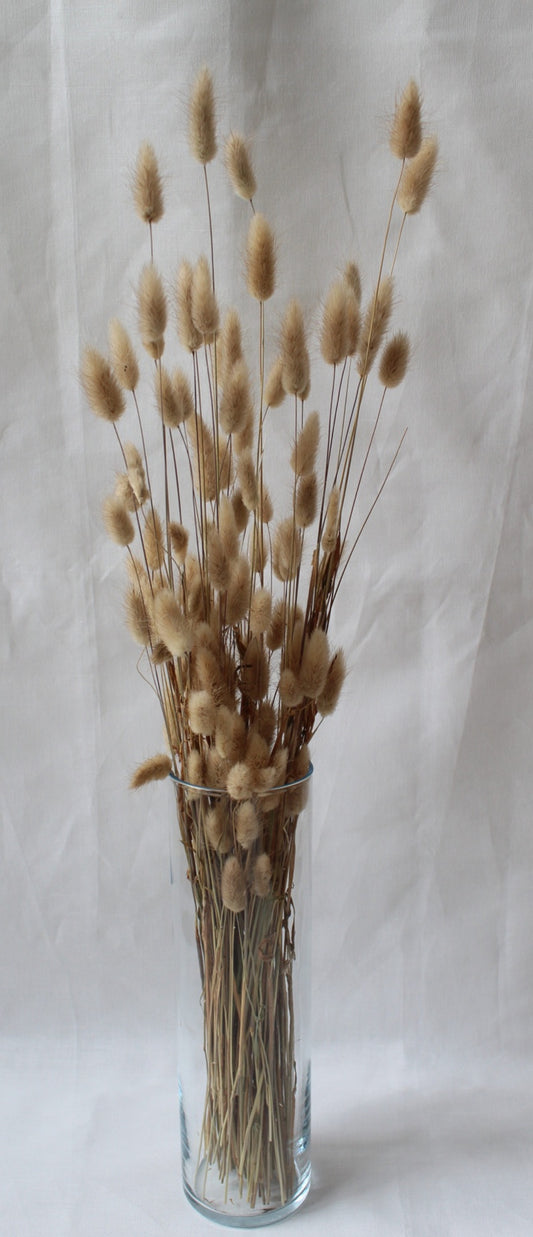 Nyuszifarok (lagurus) - több szín