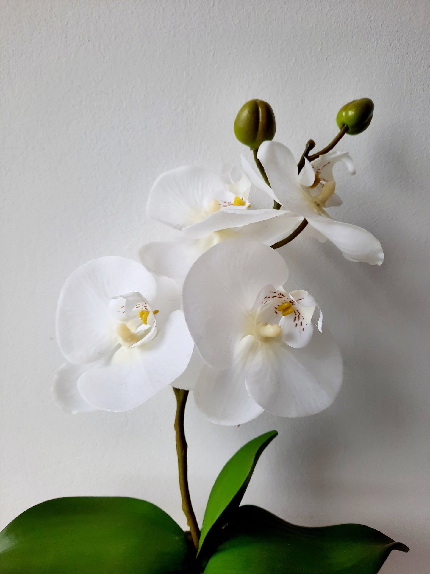 Cserepes orchidea 27cm