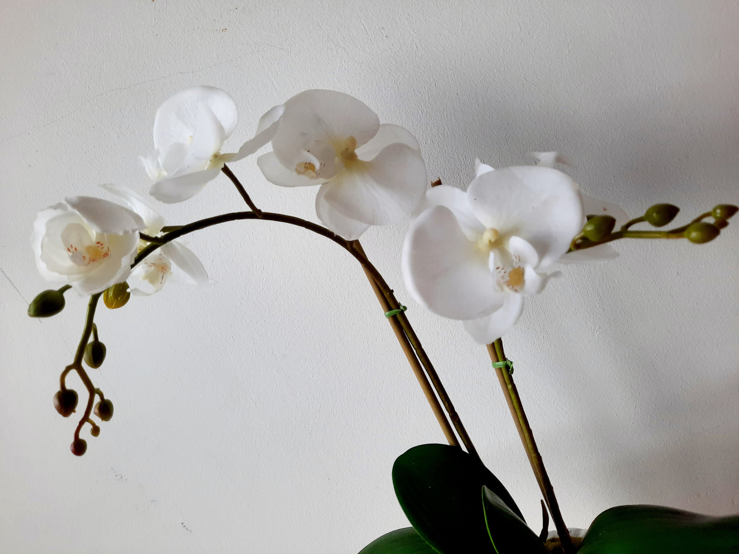 Cserepes orchidea 45cm