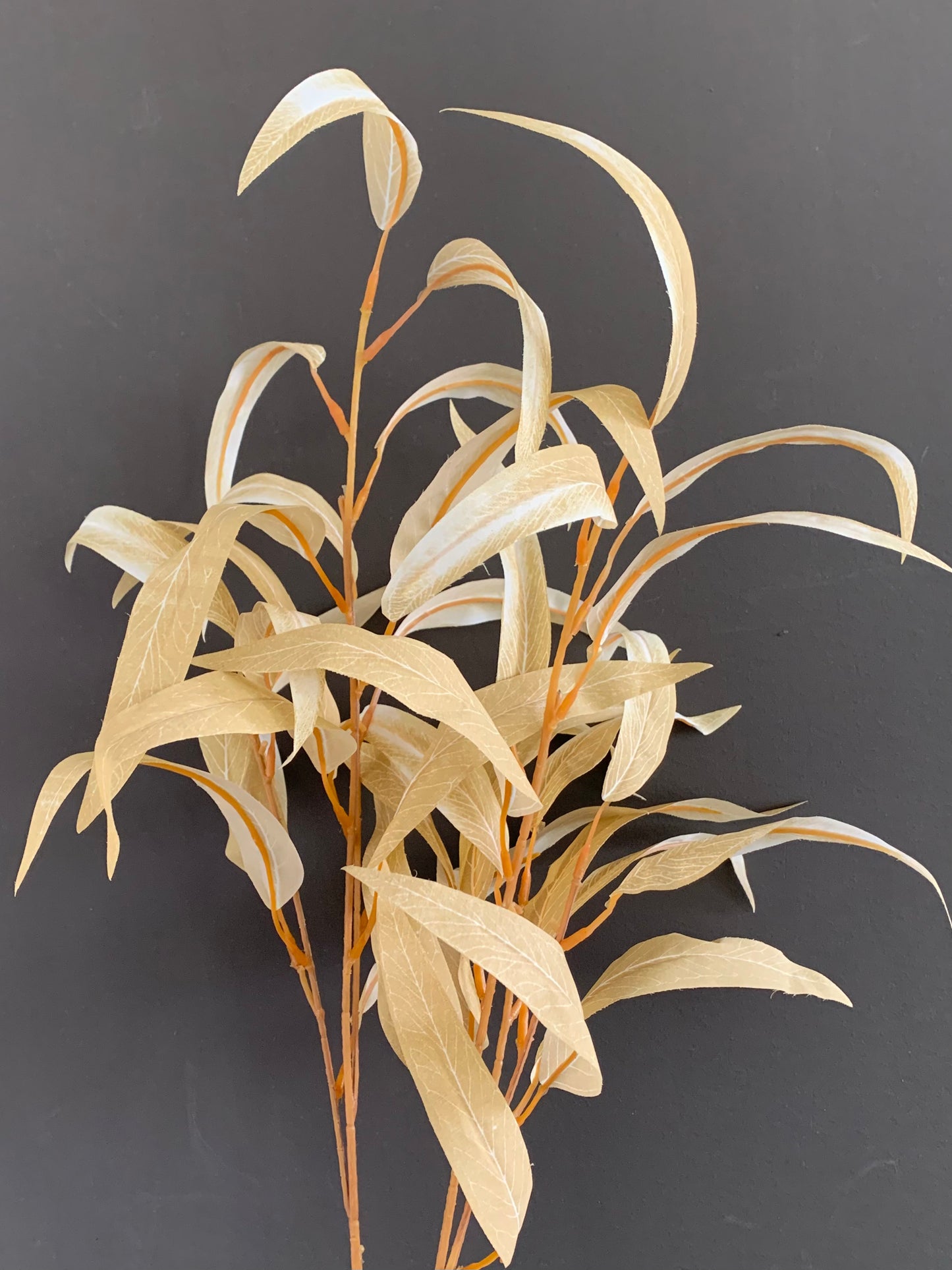 Keskeny levelű eukaliptusz - sárga