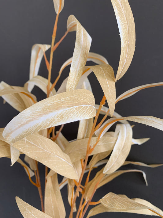 Keskeny levelű eukaliptusz - sárga