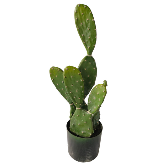 Fügekaktusz cserépben - 58 cm, 10 levélke