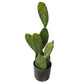 Fügekaktusz cserépben - 58 cm, 10 levélke