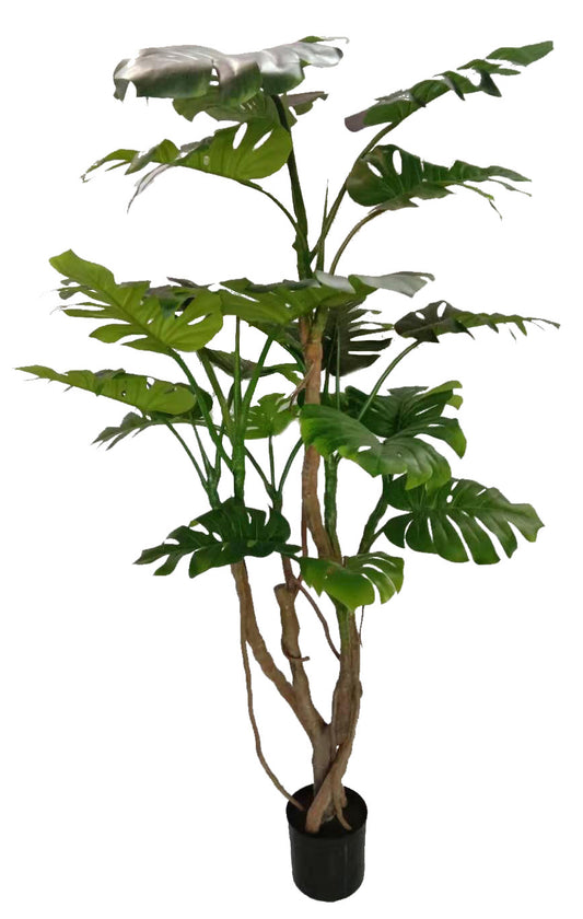 Cserepes monstera - 190 cm