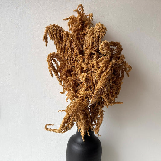 Szárított növény