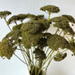 Achillea bouquet - dark green