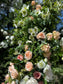 Wedding gate available for rent with the amount of flowers shown in the pictures