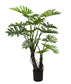 Cserepes filodendron - 145 cm, 13 levéllel