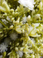 Minimalista apró virágos koszorú - fehér