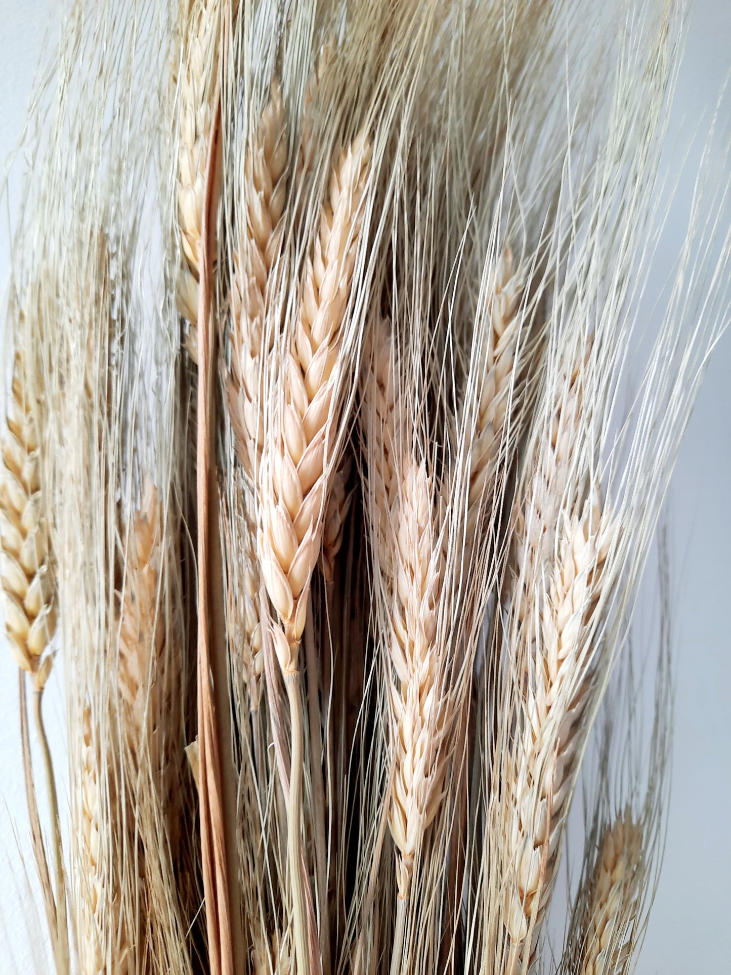 Wheat - natural (bearded)