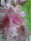 Hosszú szárú szálas hortenzia levéllel - rózsaszín