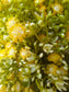 Minimalistischer kleiner Blumenkranz - gelb