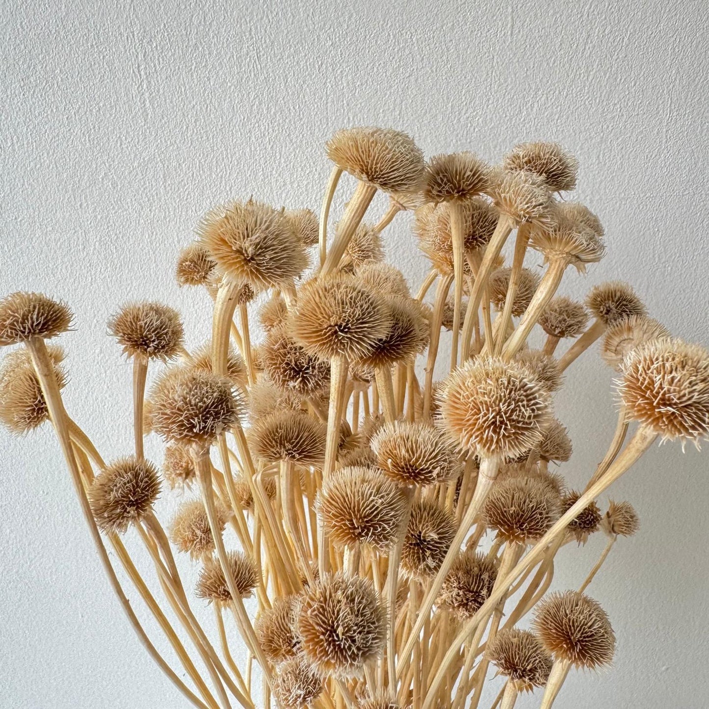 Dried plant