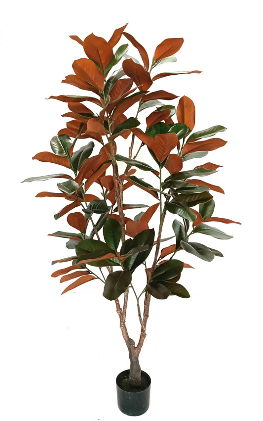 Cserepes magnolia - 150 cm