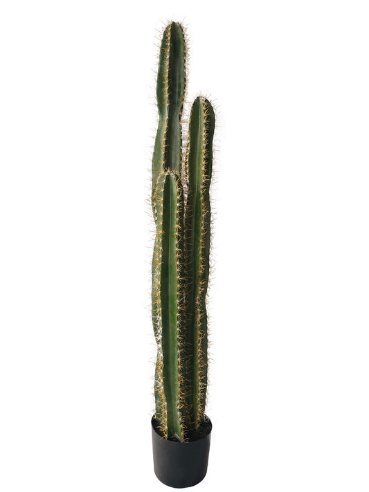 Cserepes oszlopkaktusz - 125 cm