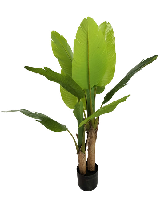 Cserepes banánfa - 120 cm