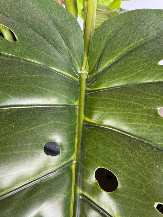 Cserepes filodendron - 145 cm, 13 levéllel