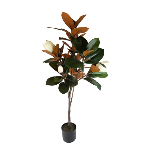 Potted magnolia - 115cm