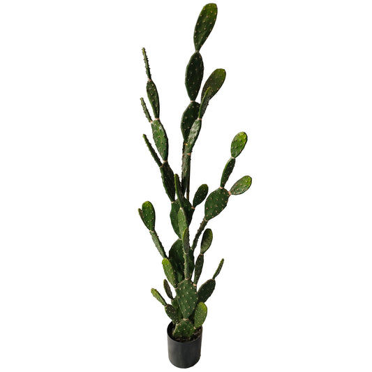 Fügekaktusz cserépben - 168 cm, 42 levélke