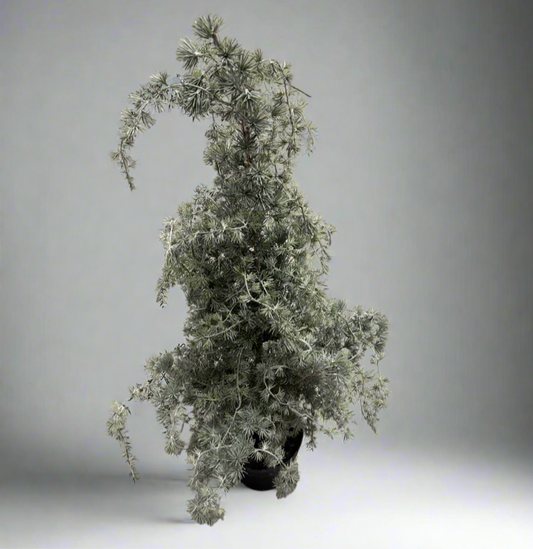 Deres cserepes cédrus- 120cm, 165cm