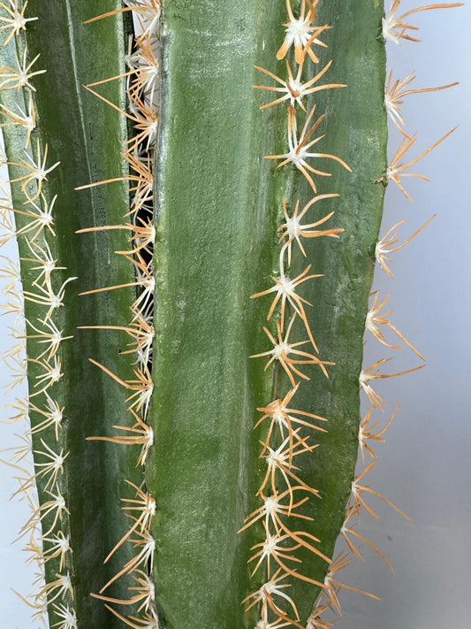 Cserepes oszlopkaktusz - 125 cm