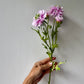Scabiosa rózsaszín
