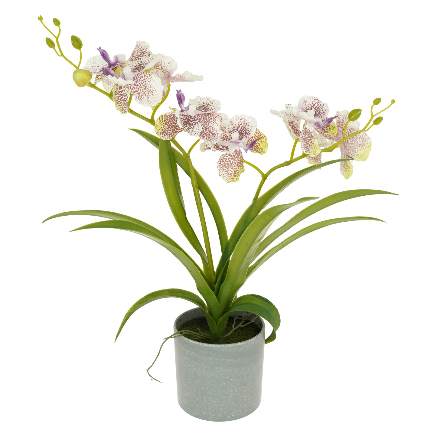 Cserepes orchidea, 39cm - fehér-lila