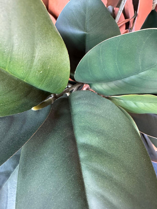Cserepes magnolia - 150 cm