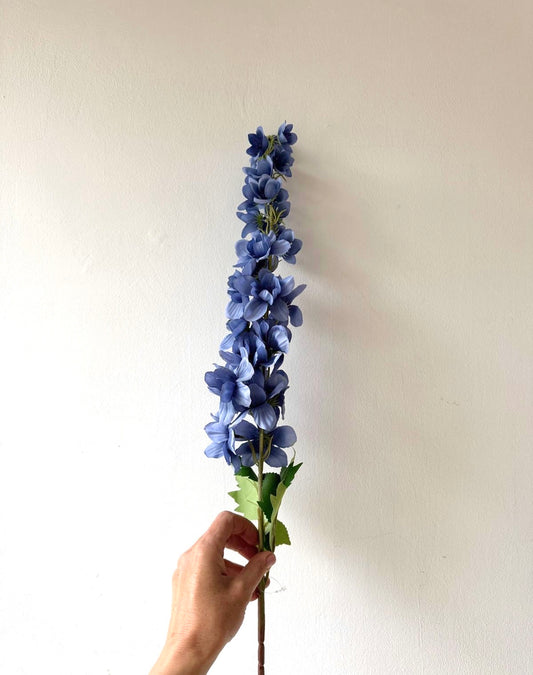Delphinium