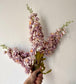 Delphinium