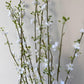 White branch with small flowers - more options