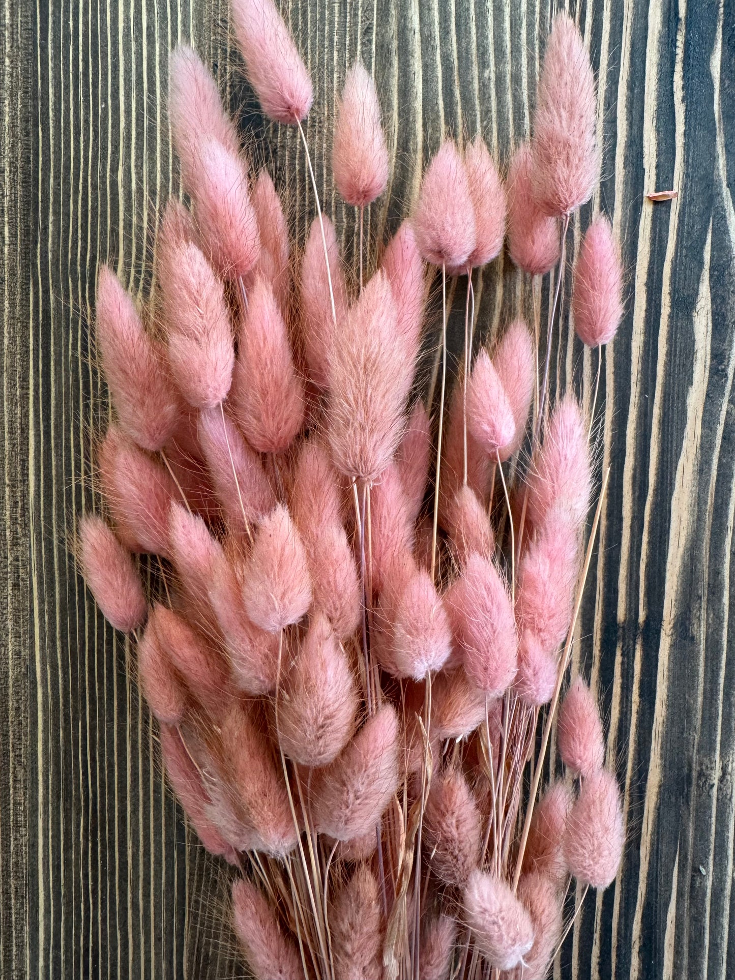 Lagurus | Bunny tails