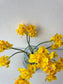 Daffodil bouquet