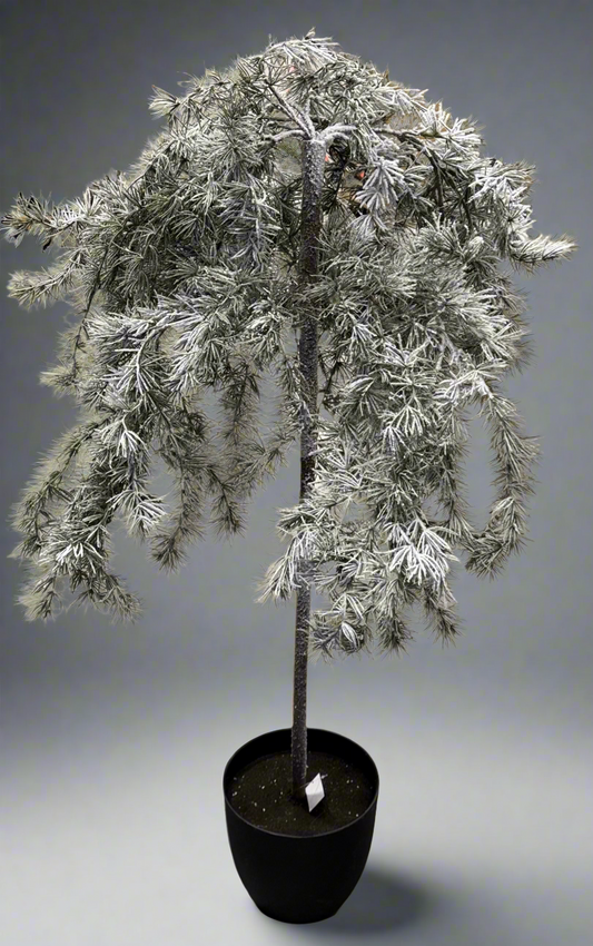Deres cserepes cédrus - 70, 95, 120 cm
